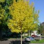 Zachte es (Fraxinus pennsylvanica ‘Summit’) herfstkleur